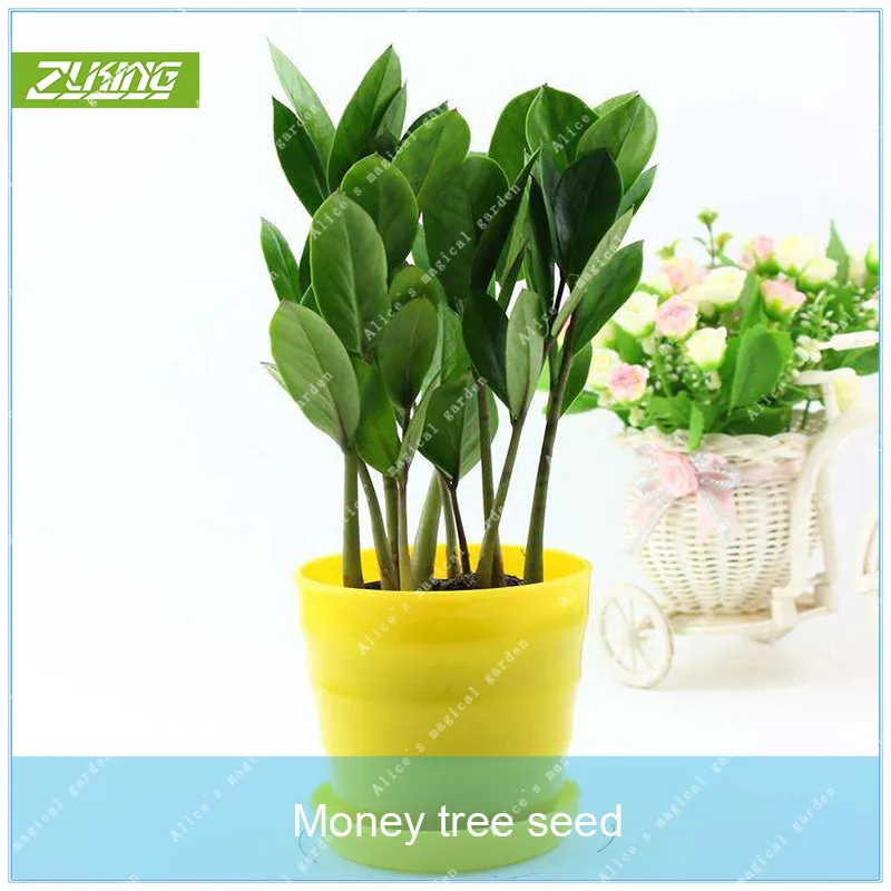 

ZLKING 1 Piece/Bag Mini Money Tree Pachira Macrocarpa Chinese Fortune Bonsai Tree Potted Flower fast growing fl