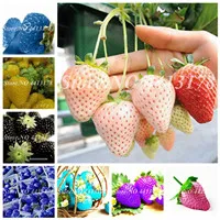 10 Pcs Rare Black Myrica Rubra Bonsai Red Bayberry Bonsai Perennial Arbutus Taste Sweet Fruit Tree Bonsai for Flower Pot Planter