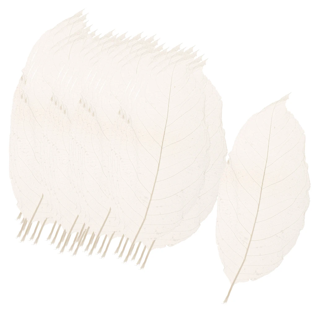100x Natural Magnolia Skeleton Leaf Leaves Card Scrapbooking DIY Crafts White