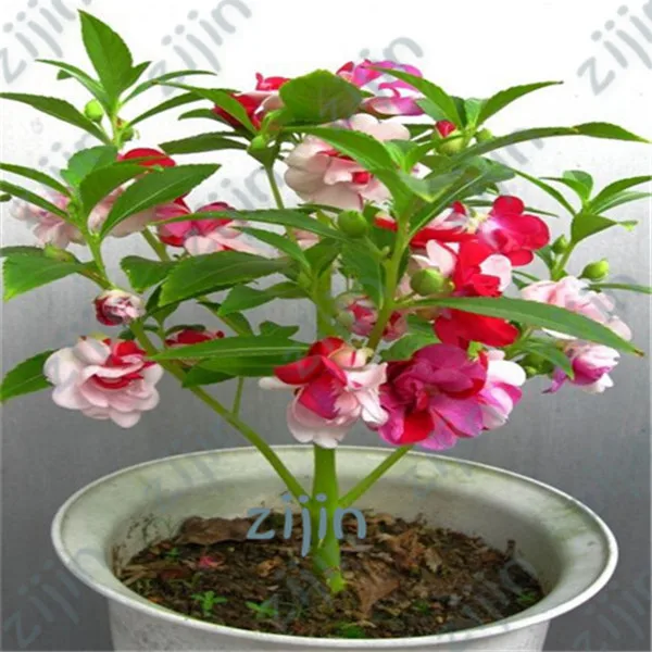 

Impatiens Balsamina Rare Double Balsam Bonsai Perennial Flower Bonsai Potted Plant For Home Garden 100 Pcs / Bag