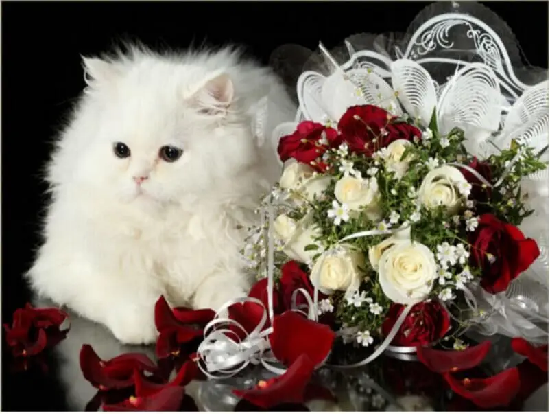 

Diamond Embroidery New 5D Diamond Painting Cross Stitch Cute Kitten Kit Home Decor Full cube drill Rhinestones Diamond Mosaic
