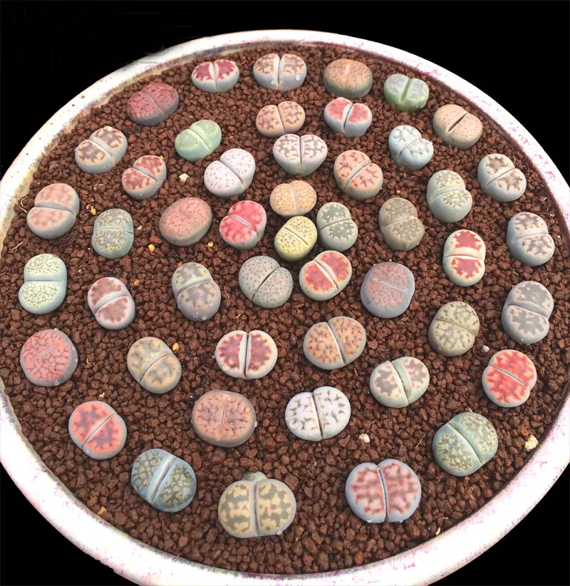 

Lithops hallii 5pcs/lot Dia0.6-1.2cm two years old flower seeds ball plant Mix Lithops seeds ball home garden plants decor gifts
