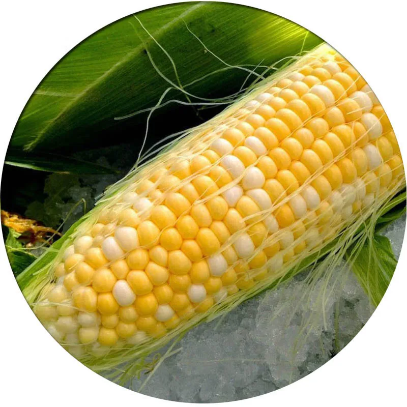 

ZLKING Sweet Corn garden plants Bonsai organic fruit and vegetable 30pcs