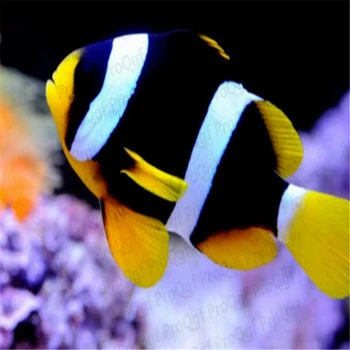 

110Pcs A Set Amphiprion chrysopterus