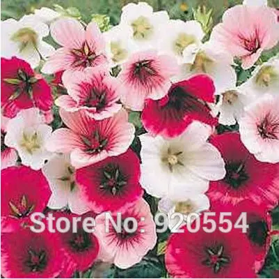 

Imported ,10pcs/lot Annual Mallow (Malope Trifida mixed) bonsai plant DIY home garden free shipping