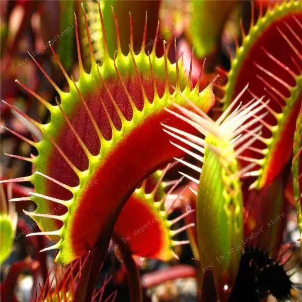 500 PCS hot-selling Potted Insectivorous Dionaea Muscipula Giant Clip Flytrap bonsais Carnivorous Plant Diy Plant Semente 500 PCS hot-selling Potted Insectivorous Dionaea Muscipula Giant Clip Flytrap bonsais Carnivorous Plant Diy Plant Semente