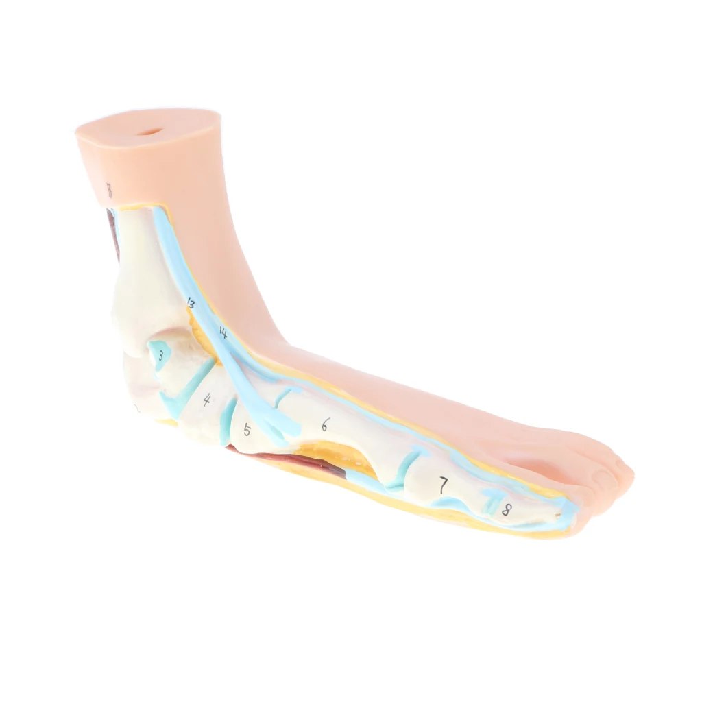 1:1 Human Anatomical Normal, Arched and Flat Foot Model with Ligaments, Nerves and Arteries