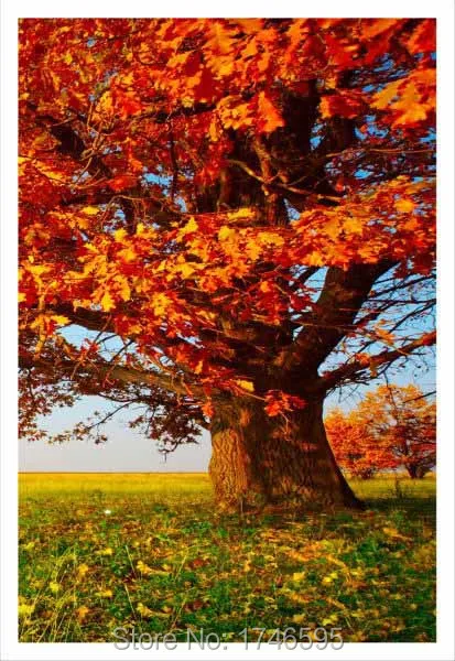 red tree-4