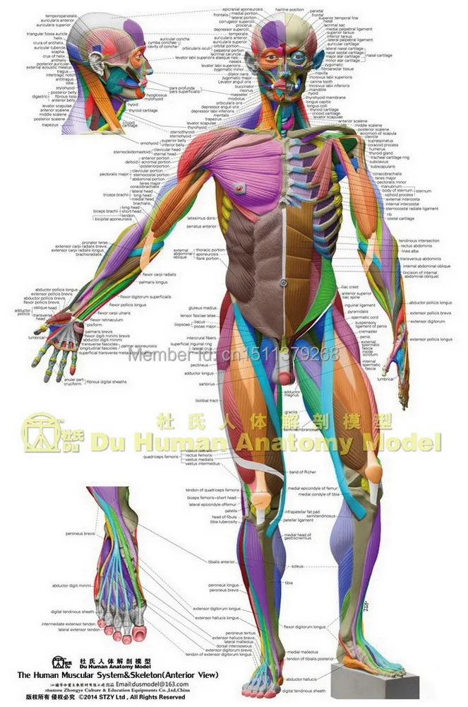 Human Anatomical Chart Muscular System,anatomy Ecorche