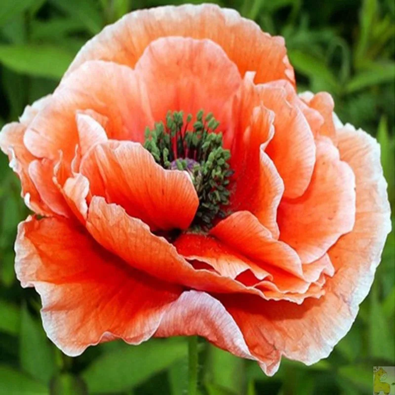 gift-Home-decor-Cross-Stitch-Kit-Diamond-painting-Full-diamond-Round-mosaic-Orange-poppies-picture-Needlework.jpg_.webp_640x640