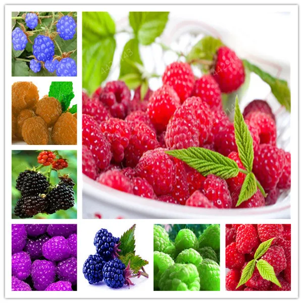 

100pcs Raspberry plants Mixed Colors Super Big Raspberry Fruit plants Rare Wild Strawberry Tree plants Flowers Bonsai For Garden