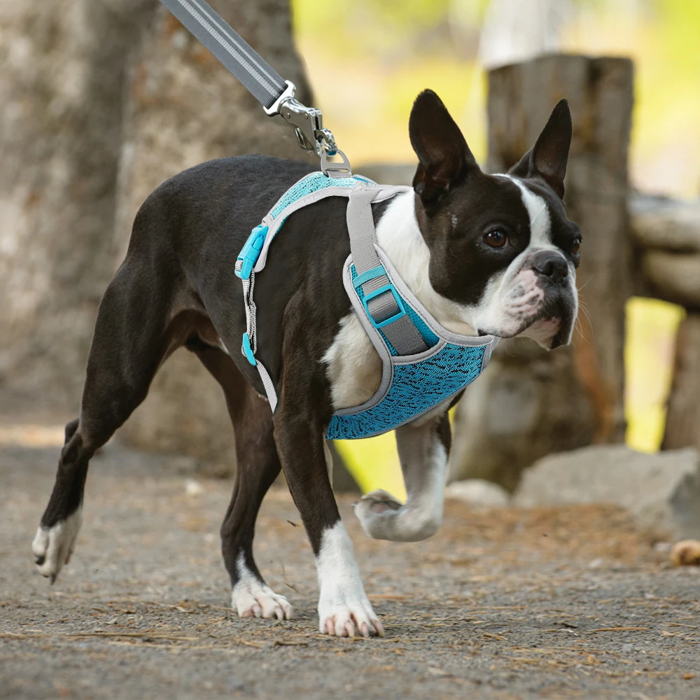 What Is The Best Harness For A Boston Terrier