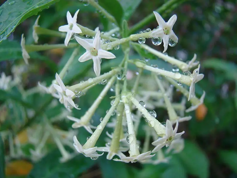 

20 CESTRUM NOCTURNUM *NIGHT BLOOMING JASMINE* Night-Scented Jessamine Live Plant Flowering Cestrum nocturnum Jessamine Bonsai