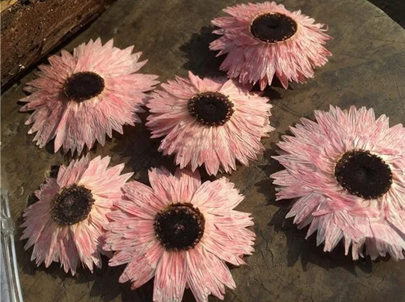 Por Pink Dried Flowers Lots From 60pcs Pressed Dried Pink Helipterum Flower Plant Herbarium For Jewelry Pendant Ring Earrings Making Accessories