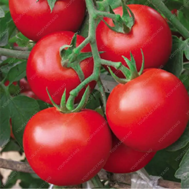 

100pcs Fresh red tomato bonsai delicious healthy vegetable plants easy to grow for home garden decoration