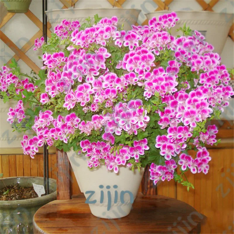 

New Arrival!Two-color Red White Univalve Geranium bonsai Perennial Flower Pelargonium Peltatum plant for Indoor Rooms 20pcs