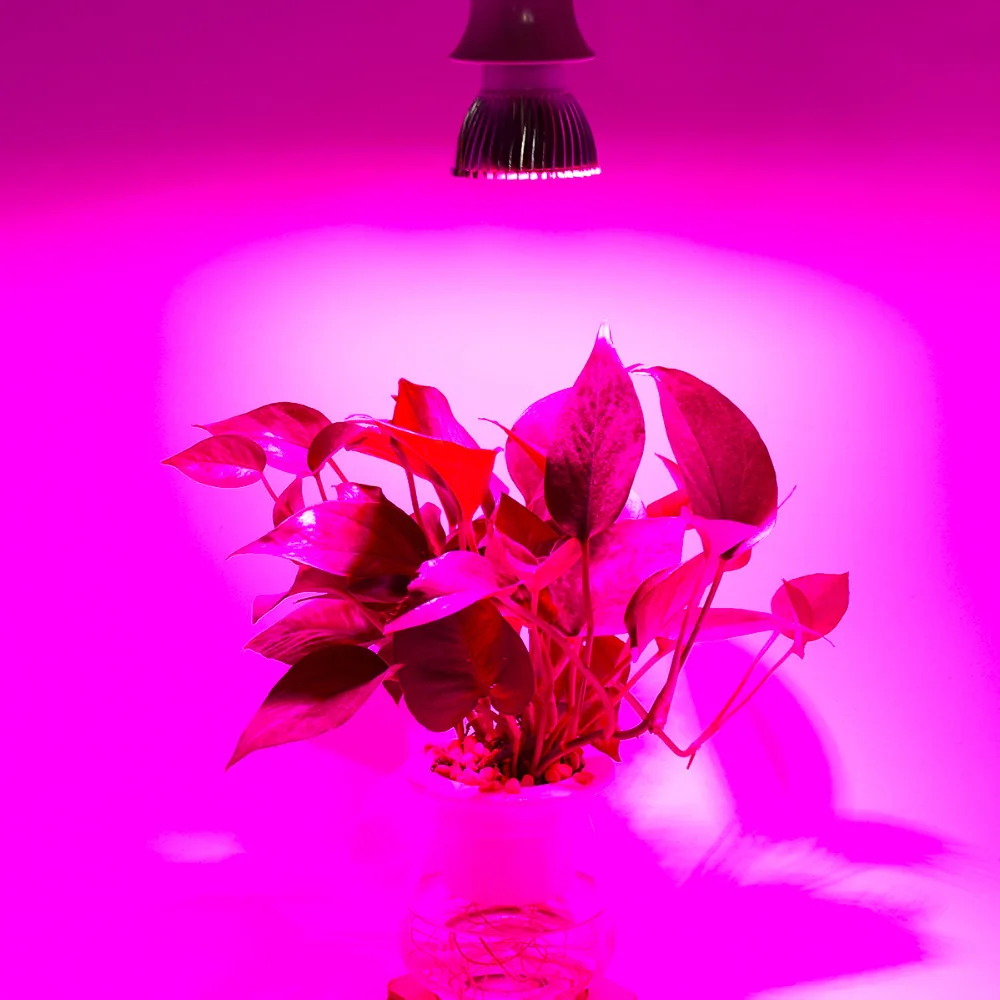 25803-description-12-l0