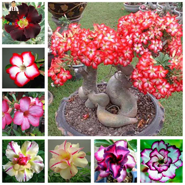 

2 Pcs True Adenium Bonsai Exotic Mixed Desert Rose Bonsai Potted Flowers Balcony Desert-Rose Multi-Color Petals Succulent Tree