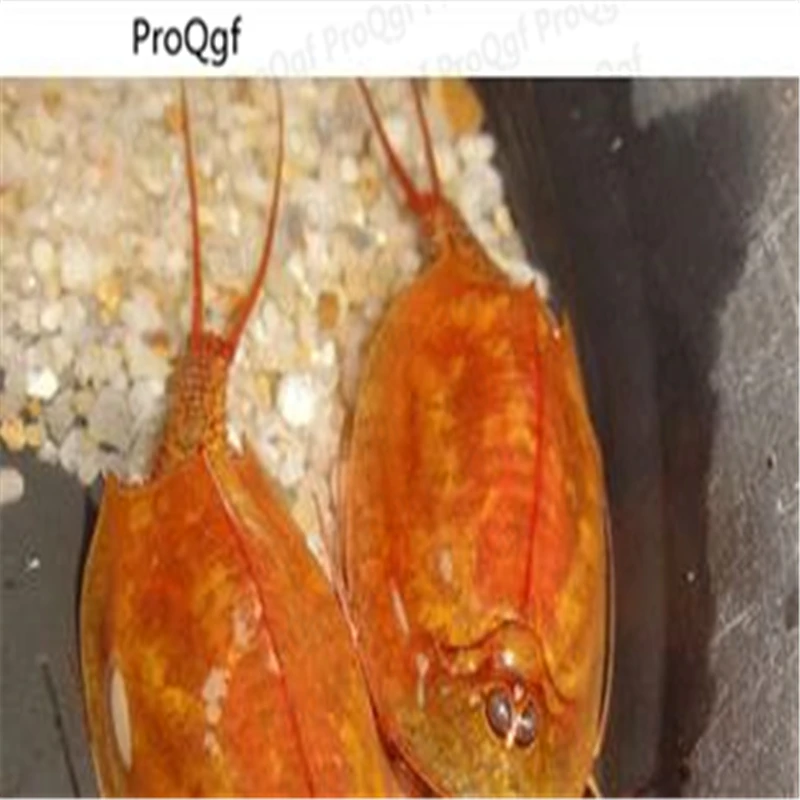 30 шт. triops