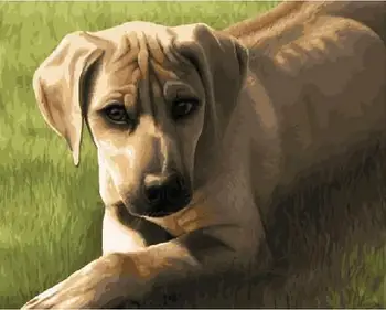 

Sad puppy Diy oil painting by numbers animals wall decor canvas picture for living room Modular coloring paint by number craft