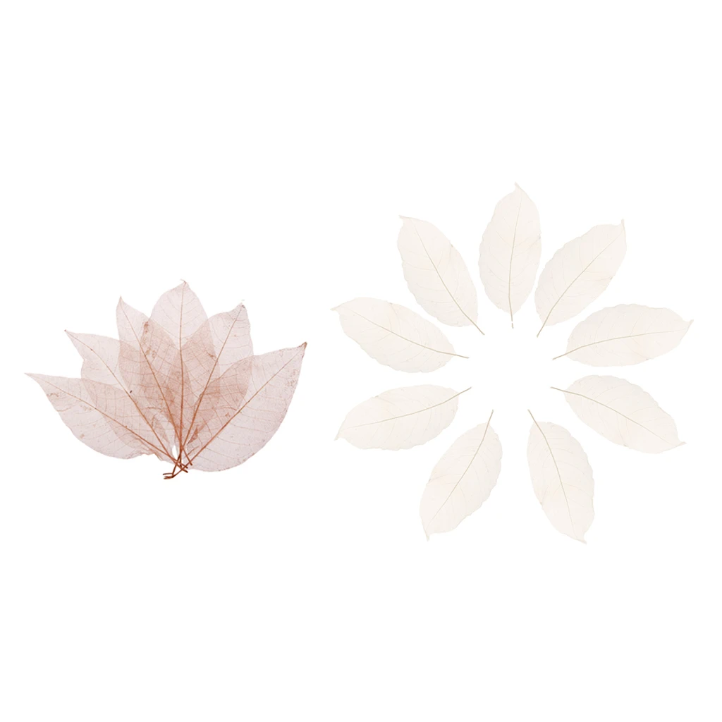 100PCS White and Coffee Natural Real Pressed Magnolia Skeleton Leaves for Crafts Making, Scrapbooking, Home Decor