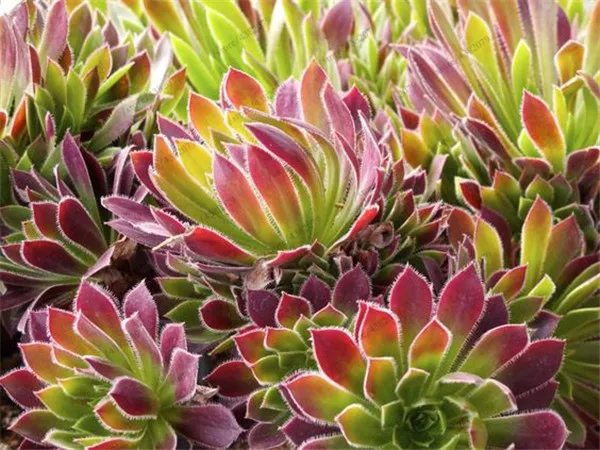 100pcs Exotic Cactus bonsai Japanese Rare Succulents plants Flower Indoor Plantas Perennial Flowers Garden
