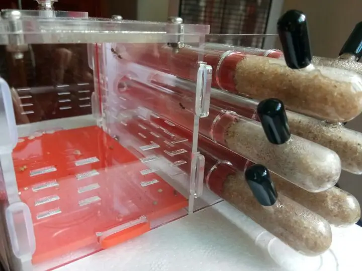 6-tubes-ant-nest (7)