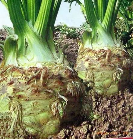 

2018 Limited New Very Easy bonsai Root Celery bonsai - National Vegetable Engineering Research Center, The Latest Cultivars 50