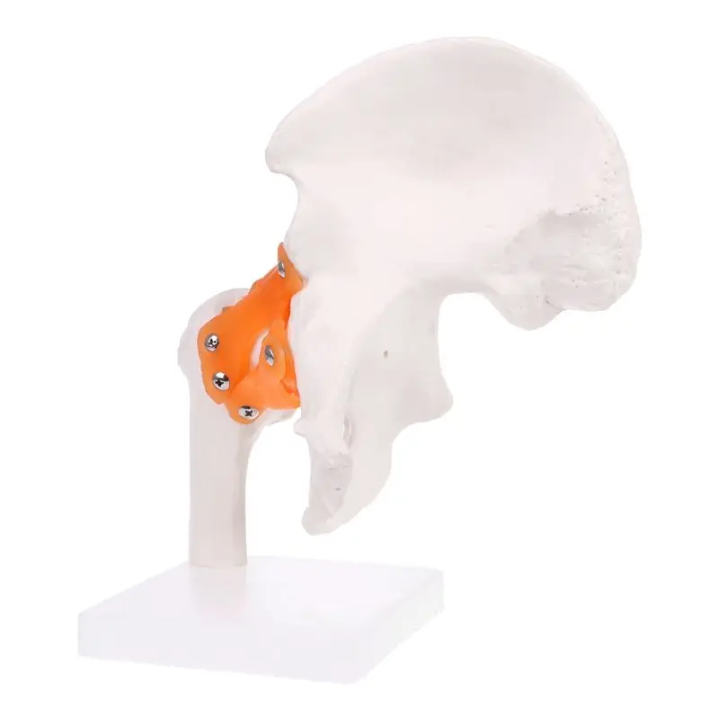 

Multifunction Life Size Ligament Hip Joint Medical Anatomy Skeleton Model used in Teaching Tool