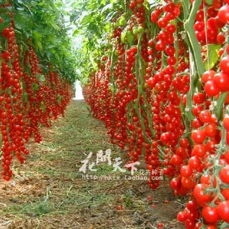 

Hot Sale!Spring Regular Novel Plant Pots Planters Plants New!!! 200 Pcs/pack,#OOG6IB