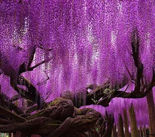 Hot Sale Rare Purple Wisteria Flower Seeds for DIY home garden plants Wisteria sinensis ( Sims ) Sweet seed 15PCS
