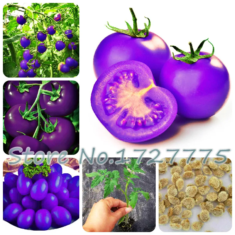 

A Pack 100 Pcs Purple Cherry Tomatoes Balcony Fruits Vegetables Potted Bonsai Potted Plant Tomato