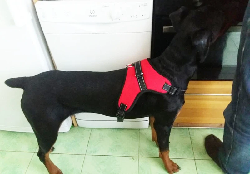 Dog Harness For Small Large Dogs Pet Products Big Adjustable Dog-Collar Harness Leash Lead Vest Dog Harness Chihuahua K9 Supplies Accessories  (14)