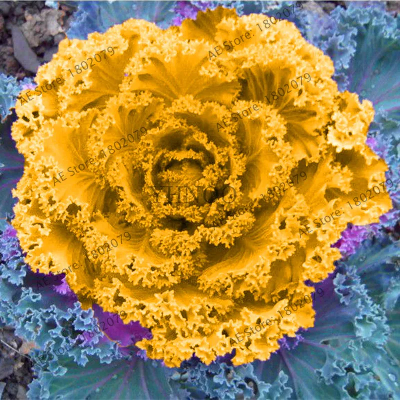 100 Pcs Cabbage Flowers Kale Plantas Organic Delicious Ornamental