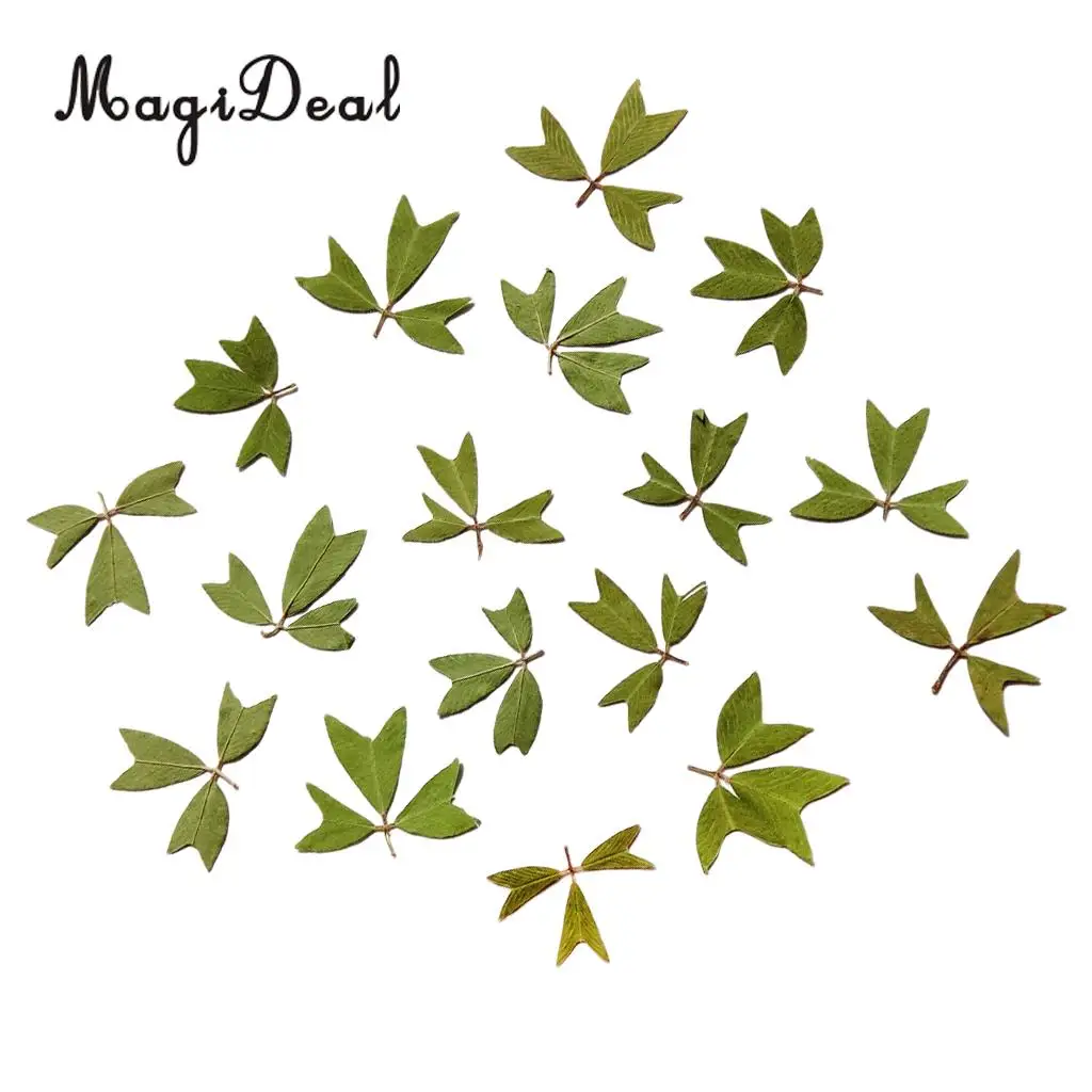 10x Pressed Real Dried Flower Dry Leaves for DIY Crafts Bookmark Card Making	