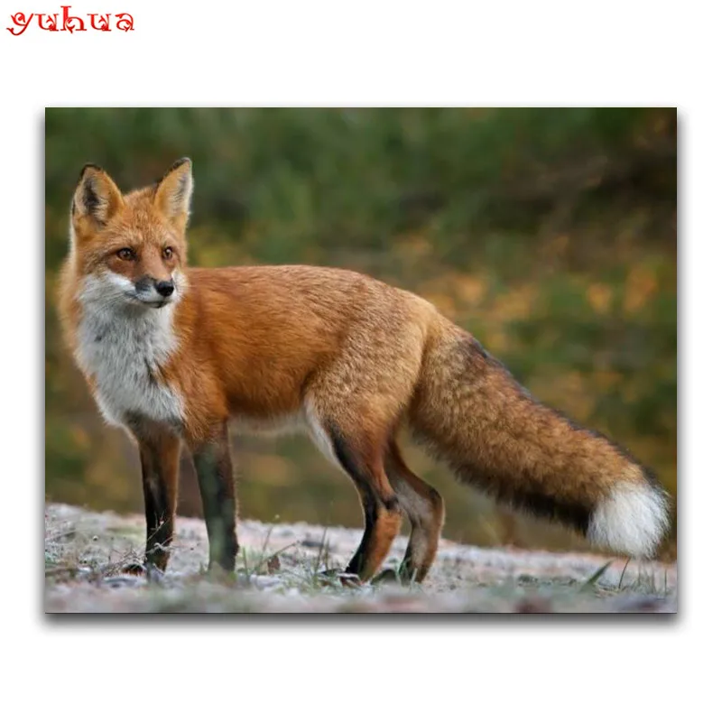 Горная лисица крыма. Участник не приступил к заданию. Признаки лисицы. Численность млекопитающих. Обыкновенная лисица регулирует численность лесных.