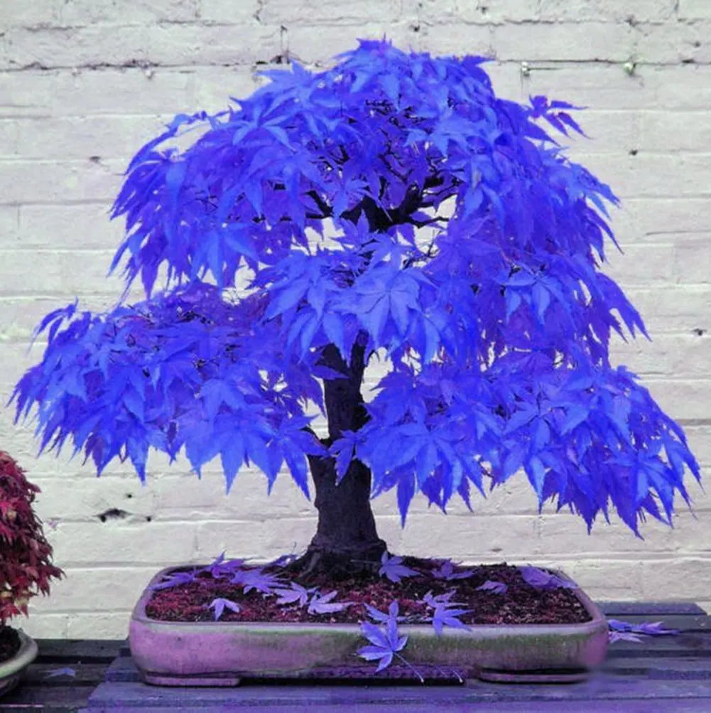 

Purple Maple Tree Bonsai Rare Sky Blue Japanese Maple Balcony Plants For Indoor Tree Home Garden Decoration Very Beautiful