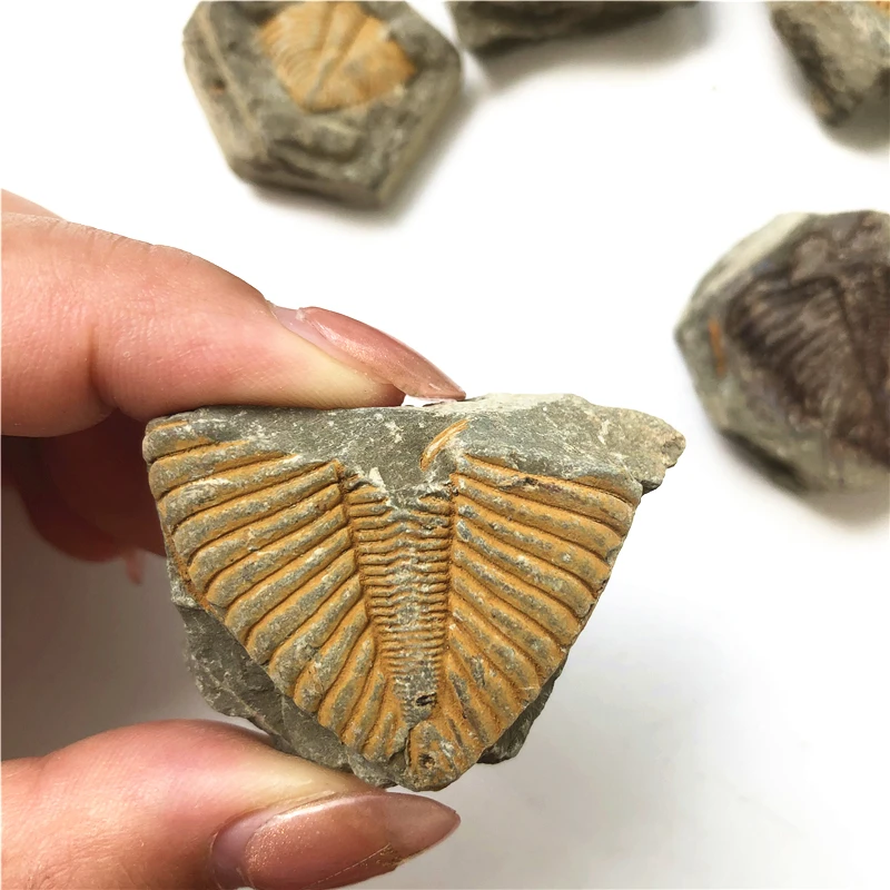 

Drop Shipping 1PC Natural Trilobite Fossil Coral Crown Insect Tail Fossil Original Stone Gemstones Natural