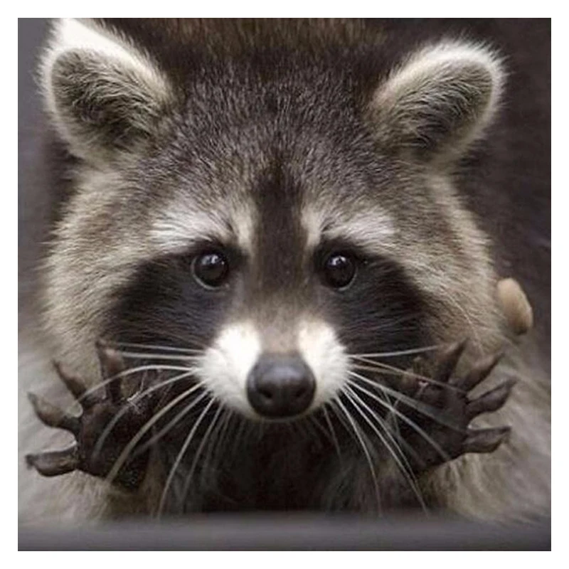 Zhui-Star-5D-Diy-full-Square-drill-diamond-painting-Cross-stitch-Raccoon-Rhinestones-diamond-embroidery-home