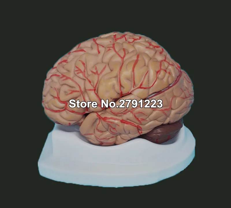 

Brain Model Cerebrovascular Model 8 Parts Brain Anatomy Model Medical Science Teaching Model Educational Supplies