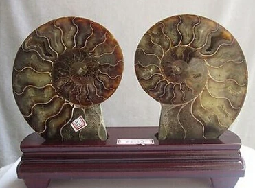 

free shipping NATURAL CUT CRETACEOUS AMMONITE FOSSIL Sliced MINERAL SPECIMEN