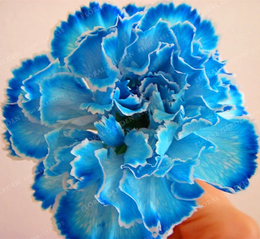 Buy 100 Pcs Carnation Seeds Different Colors Free Shipping