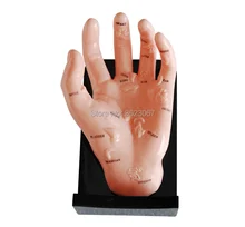 Modelo de mão humana anatômica, modelo de coração com esqueleto anatomia médica