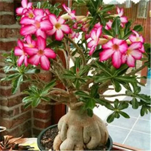 100% True Adenium Obesum Bonsai Exotic Desert Rose Flowers Balcony Desert-Rose Bonsai MultiColor Petals Succulents Tree 1 Pcs