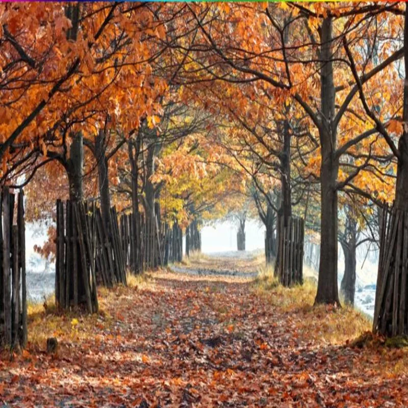

Beibehang 3 d TV sitting room mural wallpaper space extends golden autumn red maple leaves trail photo wallpaper murals