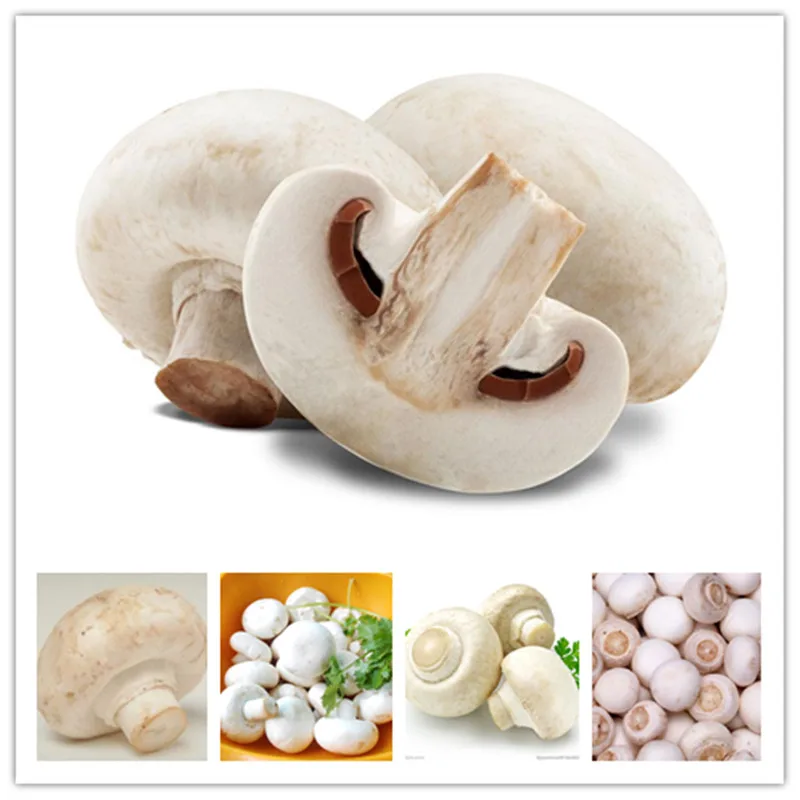 

Big Sale 200 Pcs Delicious White Mushroom Bonsai Green Vegetables Bonsai plant Very Easy To Grow Funny Fungus Succulent Plant