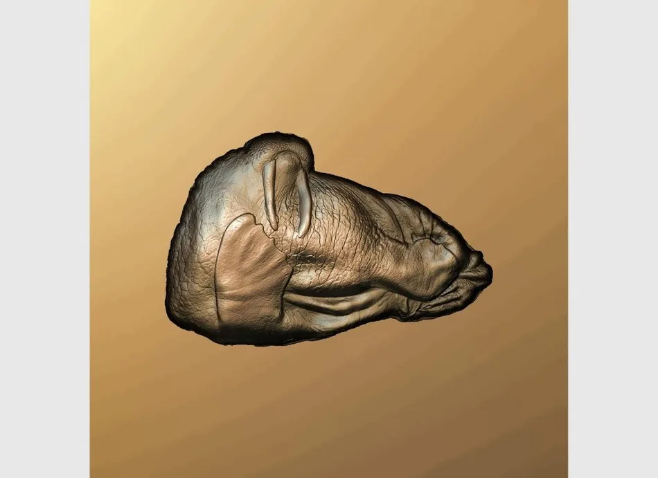 3d модель рельеф для ЧПУ в STL файл walrus|3d model relief|3d relief modelfor cnc |