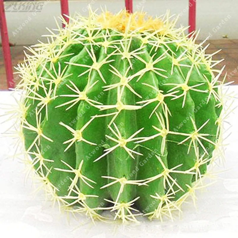 

ZLKING 100 PCS Real Desert Magical Ball Cactus Bonsai Novelty Organic Easy Grow Anti-Radiation Finest Perennial Cute Plant