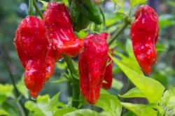 100 шт. Ghost Pepper Каролинский жнец чили перец супер горячий овощной подлинный дом и сад Горшечное растение