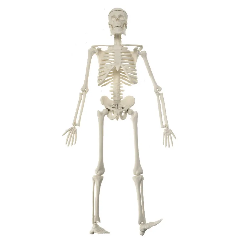 Высокое качество 45 см анатомическая Анатомия человека медицинская модель скелета узнать помощь Анатомия скелет человека модель оптом и в